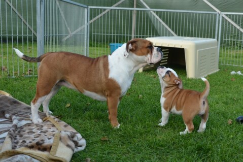 Continental Bulldog Seeblickbulls 170828 Continental Bulldog Seeblickbulls 170828