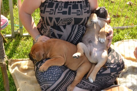 Continental Bulldog Seeblickbulls 170829 Continental Bulldog Seeblickbulls 170829