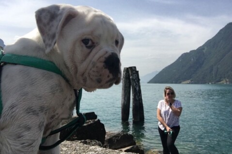 Continental Bulldog Seeblickbulls 170831 Continental Bulldog Seeblickbulls 170831