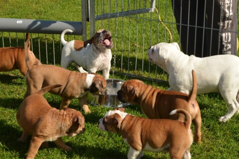 Continental Bulldog Seeblickbulls 170901 Continental Bulldog Seeblickbulls 170901