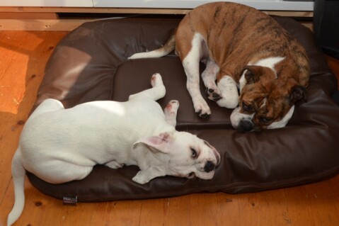 Continental Bulldog Seeblickbulls 170902 Continental Bulldog Seeblickbulls 170902