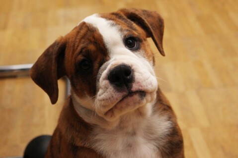 Continental Bulldog Seeblickbulls 170904 Continental Bulldog Seeblickbulls 170904