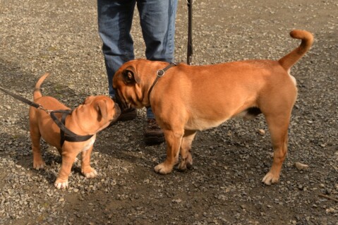 Continental Bulldog Seeblickbulls 170910 Continental Bulldog Seeblickbulls 170910