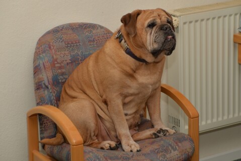 Continental Bulldog Seeblickbulls 170911 Continental Bulldog Seeblickbulls 170911