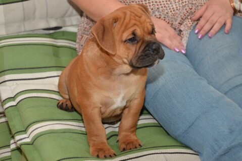 Continental Bulldog Seeblickbulls 170912 Continental Bulldog Seeblickbulls 170912