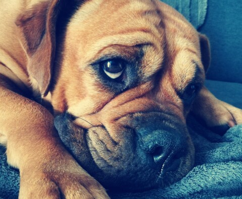 Continental Bulldog Seeblickbulls 170914 Continental Bulldog Seeblickbulls 170914