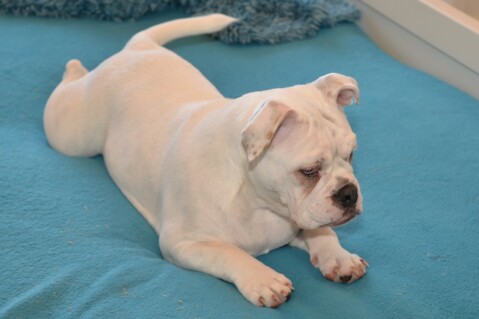 Continental Bulldog Seeblickbulls 170915 Continental Bulldog Seeblickbulls 170915
