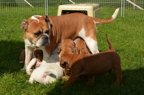 Continental Bulldog Seeblickbulls 170916 Continental Bulldog Seeblickbulls 170916