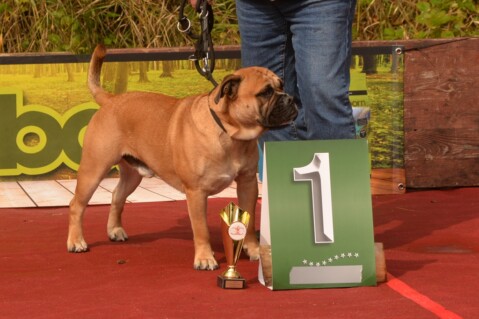 Continental Bulldog Seeblickbulls 170917 Continental Bulldog Seeblickbulls 170917