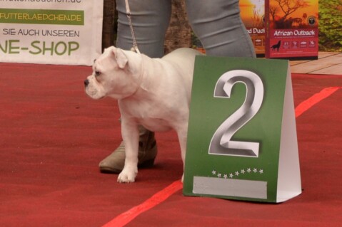 Continental Bulldog Seeblickbulls 170918 Continental Bulldog Seeblickbulls 170918