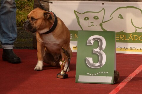 Continental Bulldog Seeblickbulls 170919 Continental Bulldog Seeblickbulls 170919