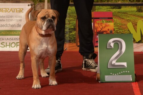 Continental Bulldog Seeblickbulls 170920 Continental Bulldog Seeblickbulls 170920