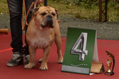 Continental Bulldog Seeblickbulls 170921 Continental Bulldog Seeblickbulls 170921