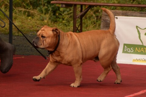 Continental Bulldog Seeblickbulls 170922 Continental Bulldog Seeblickbulls 170922