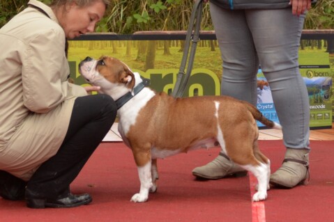 Continental Bulldog Seeblickbulls 170923 Continental Bulldog Seeblickbulls 170923