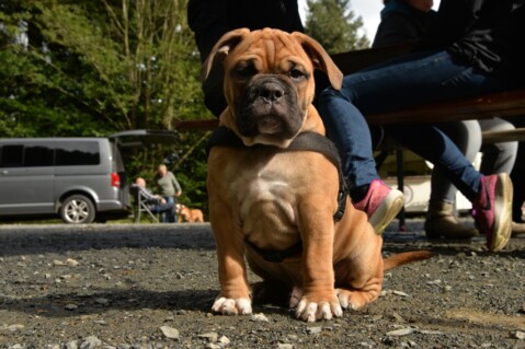 Continental Bulldog Seeblickbulls 170924 Continental Bulldog Seeblickbulls 170924