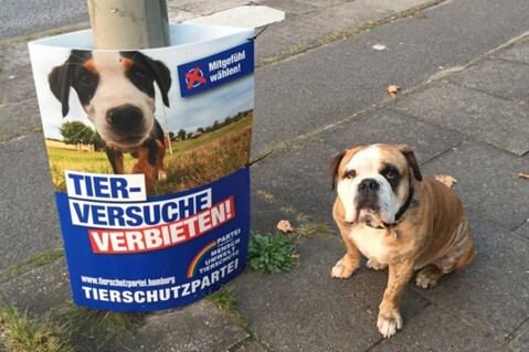 Continental Bulldog Seeblickbulls 170925 Continental Bulldog Seeblickbulls 170925