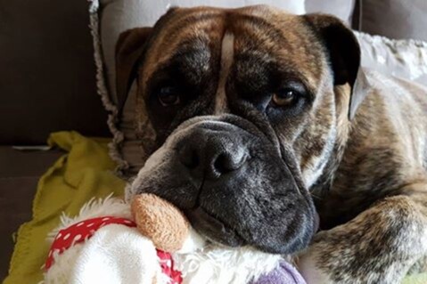 Continental Bulldog Seeblickbulls 170930 Continental Bulldog Seeblickbulls 170930