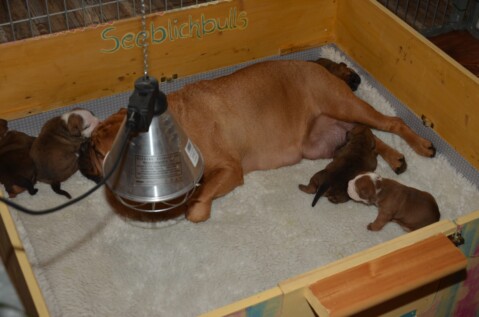 Continental Bulldog Seeblickbulls 171002 Continental Bulldog Seeblickbulls 171002