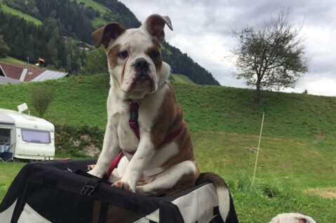 Continental Bulldog Seeblickbulls 171004 Continental Bulldog Seeblickbulls 171004