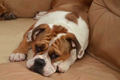 Continental Bulldog Seeblickbulls 171006 Continental Bulldog Seeblickbulls 171006