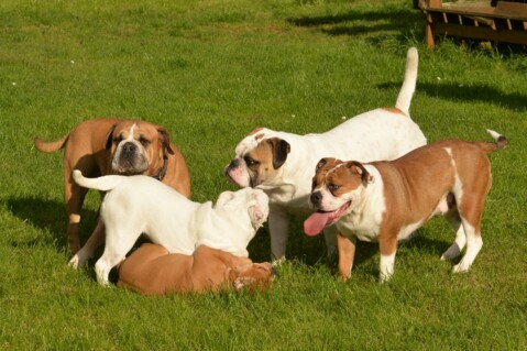 Continental Bulldog Seeblickbulls 171009 Continental Bulldog Seeblickbulls 171009