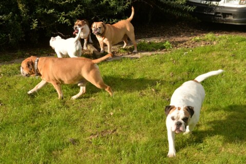 Continental Bulldog Seeblickbulls 171010 Continental Bulldog Seeblickbulls 171010