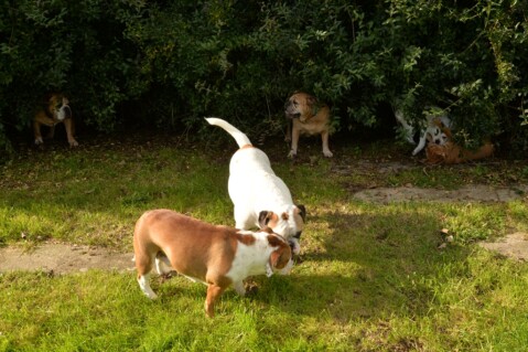Continental Bulldog Seeblickbulls 171011 Continental Bulldog Seeblickbulls 171011