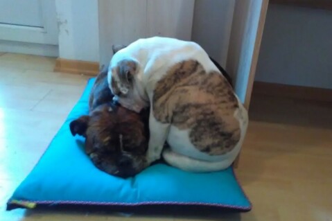 Continental Bulldog Seeblickbulls 171013 Continental Bulldog Seeblickbulls 171013
