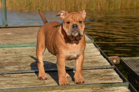 Continental Bulldog Seeblickbulls 171016 Continental Bulldog Seeblickbulls 171016