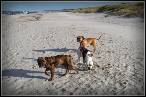 Continental Bulldog Seeblickbulls 171019 Continental Bulldog Seeblickbulls 171019
