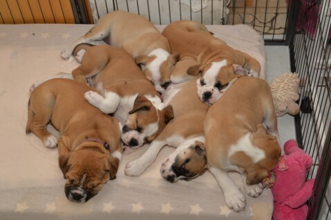 Continental Bulldog Seeblickbulls 171021 Continental Bulldog Seeblickbulls 171021
