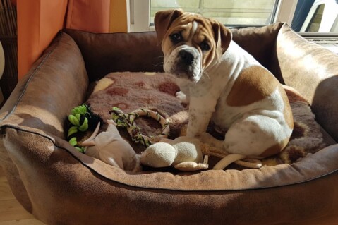Continental Bulldog Seeblickbulls 171023 Continental Bulldog Seeblickbulls 171023