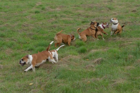 Continental Bulldog Seeblickbulls 171027 Continental Bulldog Seeblickbulls 171027