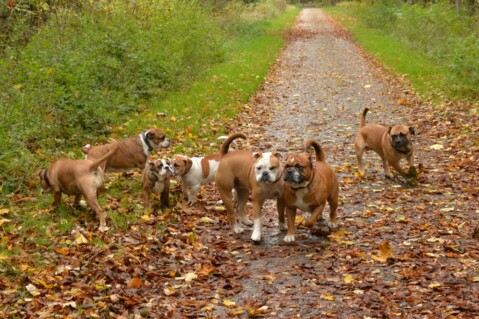 Continental Bulldog Seeblickbulls 171028 Continental Bulldog Seeblickbulls 171028