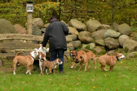 Continental Bulldog Seeblickbulls 171029 Continental Bulldog Seeblickbulls 171029
