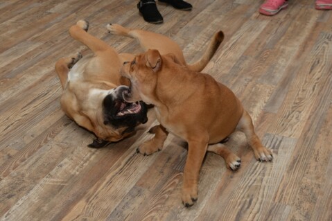 Continental Bulldog Seeblickbulls 171031 Continental Bulldog Seeblickbulls 171031
