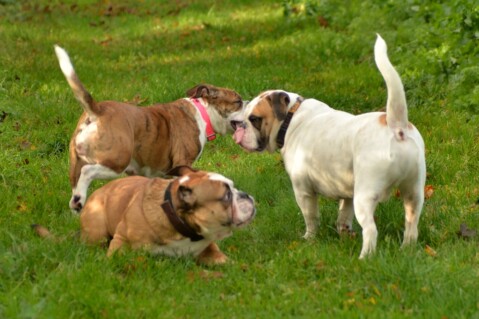 Continental Bulldog Seeblickbulls 171101 Continental Bulldog Seeblickbulls 171101