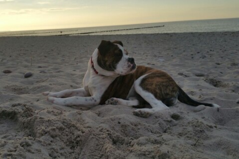 Continental Bulldog Seeblickbulls 171103 Continental Bulldog Seeblickbulls 171103