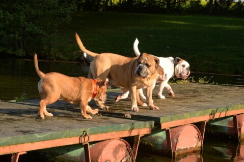 Continental Bulldog Seeblickbulls 171106 Continental Bulldog Seeblickbulls 171106