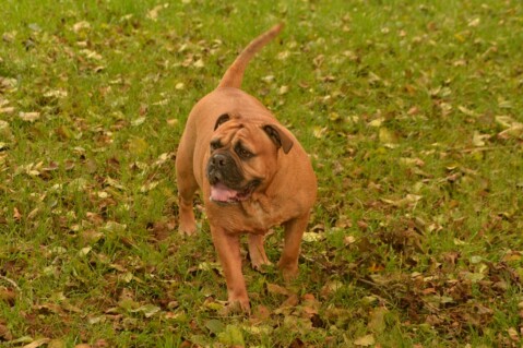 Continental Bulldog Seeblickbulls 171108 Continental Bulldog Seeblickbulls 171108