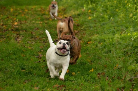 Continental Bulldog Seeblickbulls 171111 Continental Bulldog Seeblickbulls 171111