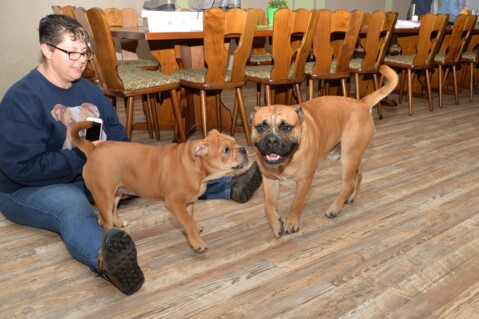 Continental Bulldog Seeblickbulls 171113 Continental Bulldog Seeblickbulls 171113