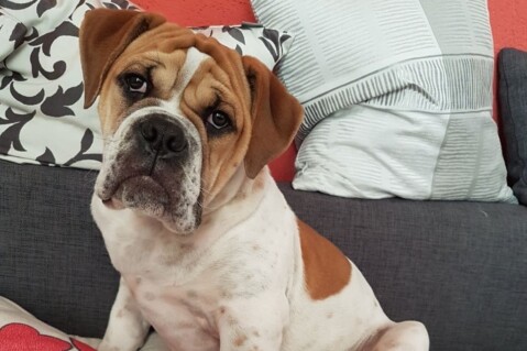Continental Bulldog Seeblickbulls 171115 Continental Bulldog Seeblickbulls 171115