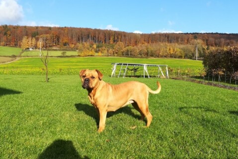 Continental Bulldog Seeblickbulls 171116 Continental Bulldog Seeblickbulls 171116
