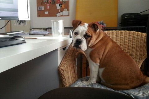Continental Bulldog Seeblickbulls 171118 Continental Bulldog Seeblickbulls 171118
