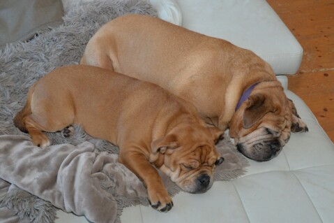 Continental Bulldog Seeblickbulls 171119 Continental Bulldog Seeblickbulls 171119