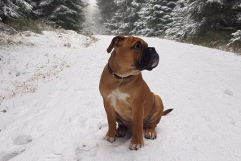 Continental Bulldog Seeblickbulls 171120 Continental Bulldog Seeblickbulls 171120