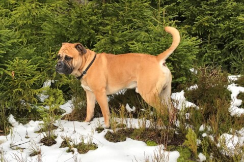 Continental Bulldog Seeblickbulls 171121 Continental Bulldog Seeblickbulls 171121