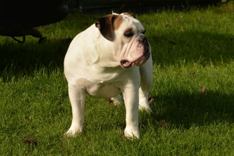 Continental Bulldog Seeblickbulls 171122 Continental Bulldog Seeblickbulls 171122